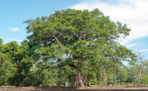 Pohon kalpataru (Ficus religiosa)