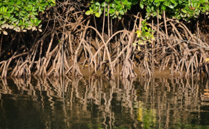 Mangrove sumber karbon biru dan ekonomi biru