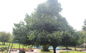 Pohon mundu (Foto: Titut Y)