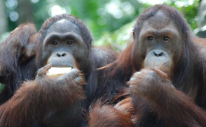 Orangutan jantan membutuhkan teman untuk bertahan hidup (foto: unsplash.com/Danielle Barnes)