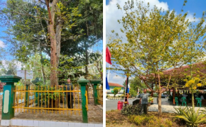 Pohon tembaga di Desa Kalisube Banyumas berusia lebih dari 450 tahun (kiri) dan pohon tembaga di depan kantor Kecamatan Banyumas berumur lima tahun (Foto: ILG Nurtjahjaningsih)