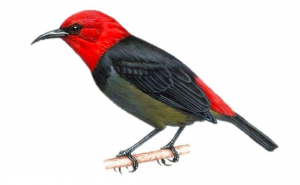 Myzomela irianawidodoae, spesies burung baru yang ditemukan di Pula Rote, Nusa Tenggara Timur