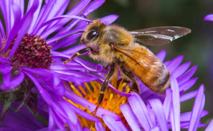 Sinyal internet berdampak buruk bagi kehidupan lebah madu (foto: unsplash.com/Dustin Hames)
