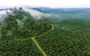hutan di tengah perkebunan kelapa sawit (foto: science.org)