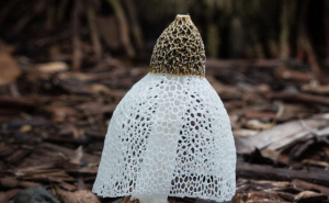Jamur tudung pengantin, jamur khas hutan tropis bercurah hujan tinggi (foto: treehugger.com)