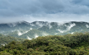 Carbon offset hutan jadi salah satu langkah atasi krisis iklim (foto: pexels.com/Quang Nguyen Vinh)