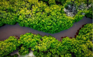 Hutan mangrove tepi sungai (foto: unsplash.com/Mohmed Nazeeh)