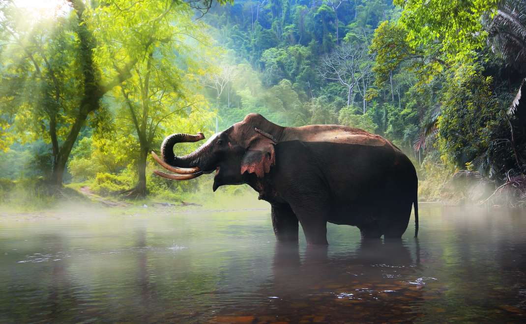 Gajah purba