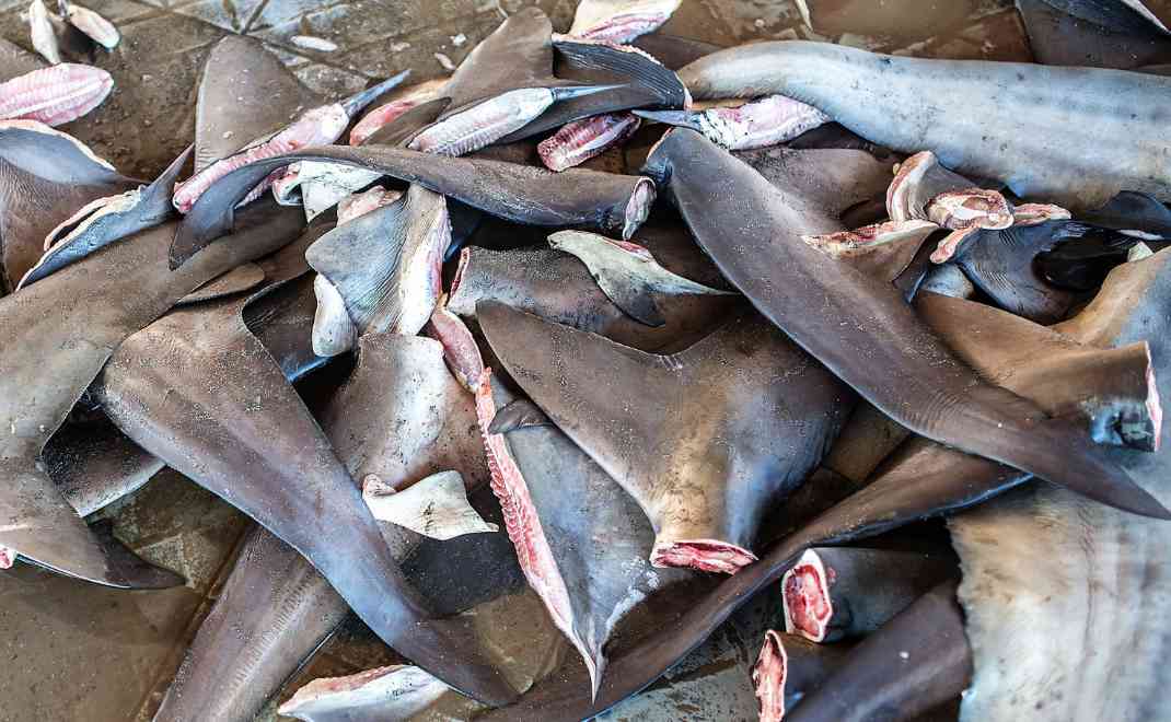 perdagangan sirip hiu (foto: Shark Research Institute)