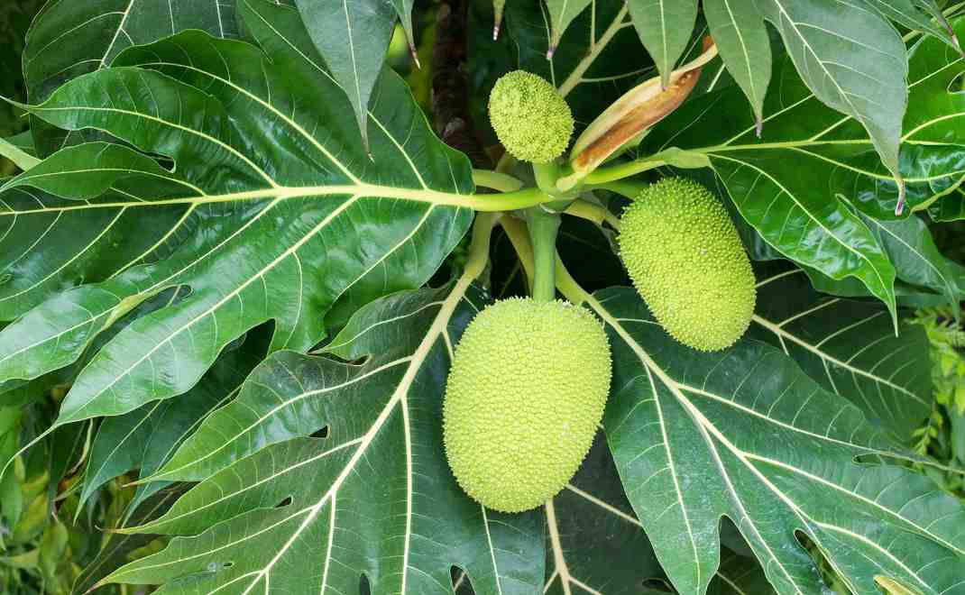 buah sukun (Foto: britannica.com)