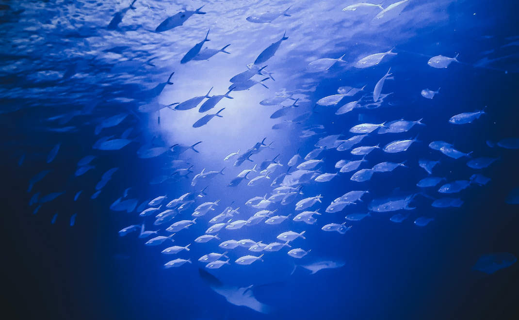perlindungan laut (foto: Unsplash.com)