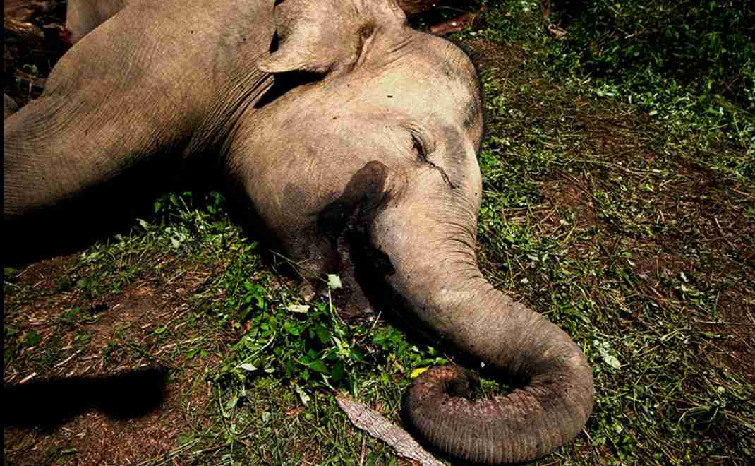kematian gajah sumtera (foto: Leuser Conservation Partnership)