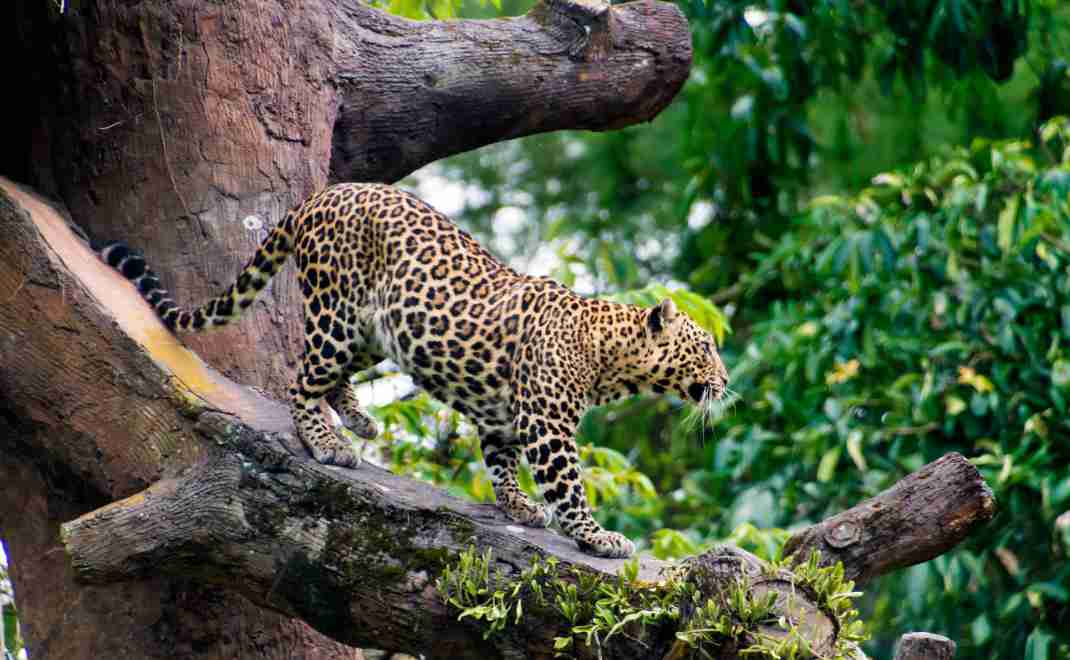 Macan Tutul Jawa Memicu Kenaikan Biodiversitas di Sekitarnya