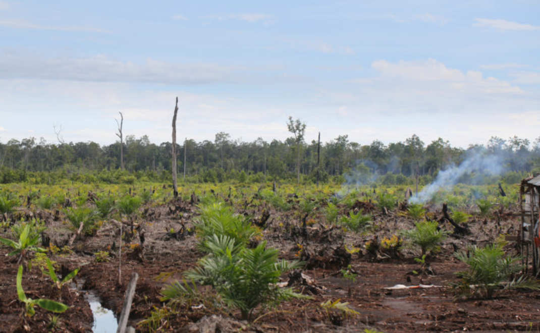 Sawit di bekas lahan gambut terbakar (foto: Mongabay)