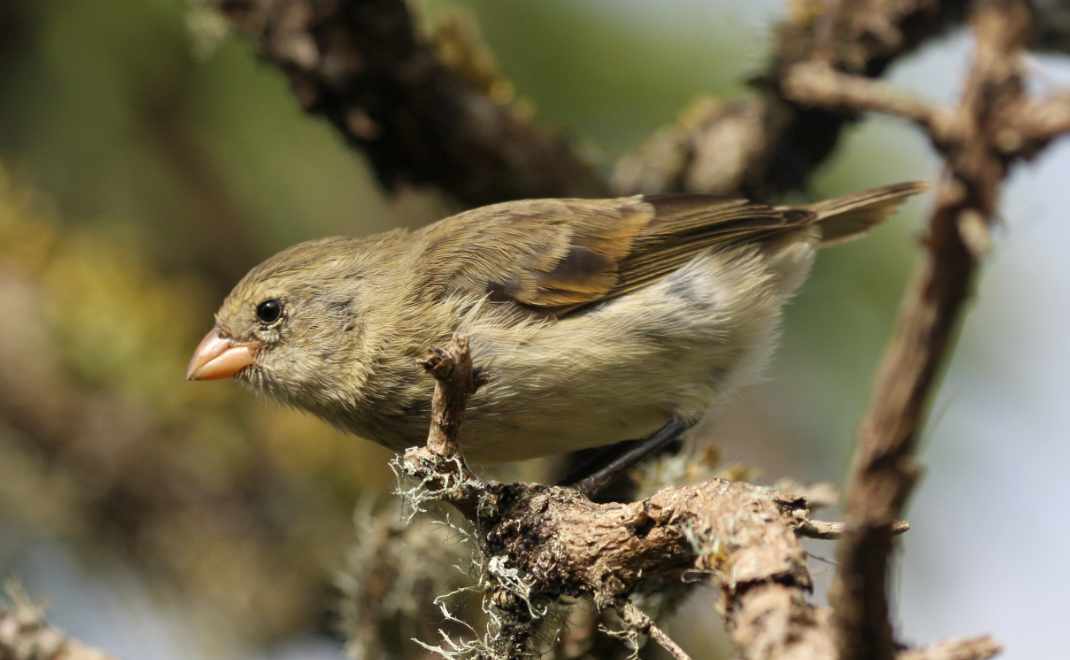 BUrung ketilang darwin (foto: Galapagos Conservation Trust)