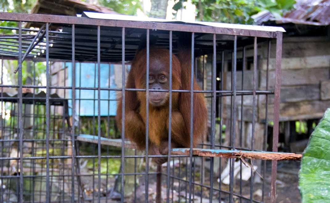 Perdagangan satwa liar terus terjadi (foto: Arcus Foundation)