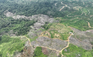 Deforestasi di ekosistem Leuser (foto: RAN)