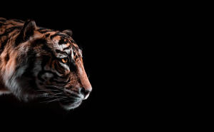 ilustrasi harimau jawa (foto: unsplash.com)