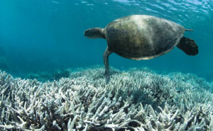 pemutihan karang (foto: Britannica)