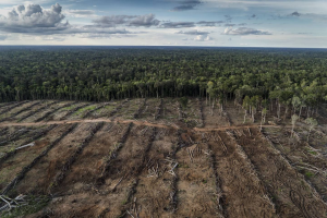 konversi hutan hujan Papua (foto: Nusantara Atlas)