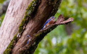 kulit pohon (foto: Unsplash.com/Joshua J. Cotten)