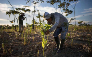 Reforestasi (foto: Climate Transform)