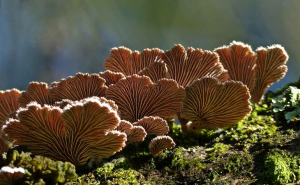 fungi di hutan (foto: naturebackin.com)