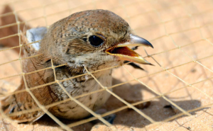 Perdagangan burung (foto: Convention on the Conservation of Migratory Species of Wild Animals)