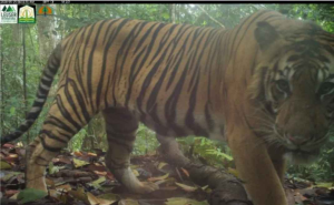 tangkapan harimau sumatera di hutan Ulu Masen (foto: Figel J et al. 2024)