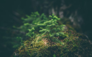 Regenerasi alami hutan (foto: Unsplash.com)