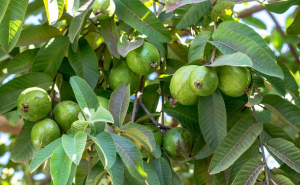 Jambu biji dan alpukat pohon penyerap emisi