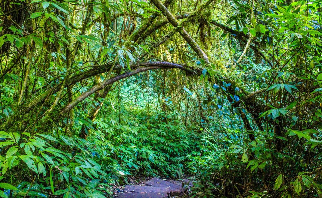 Hutan sebagai sistem pendukung kehidupan