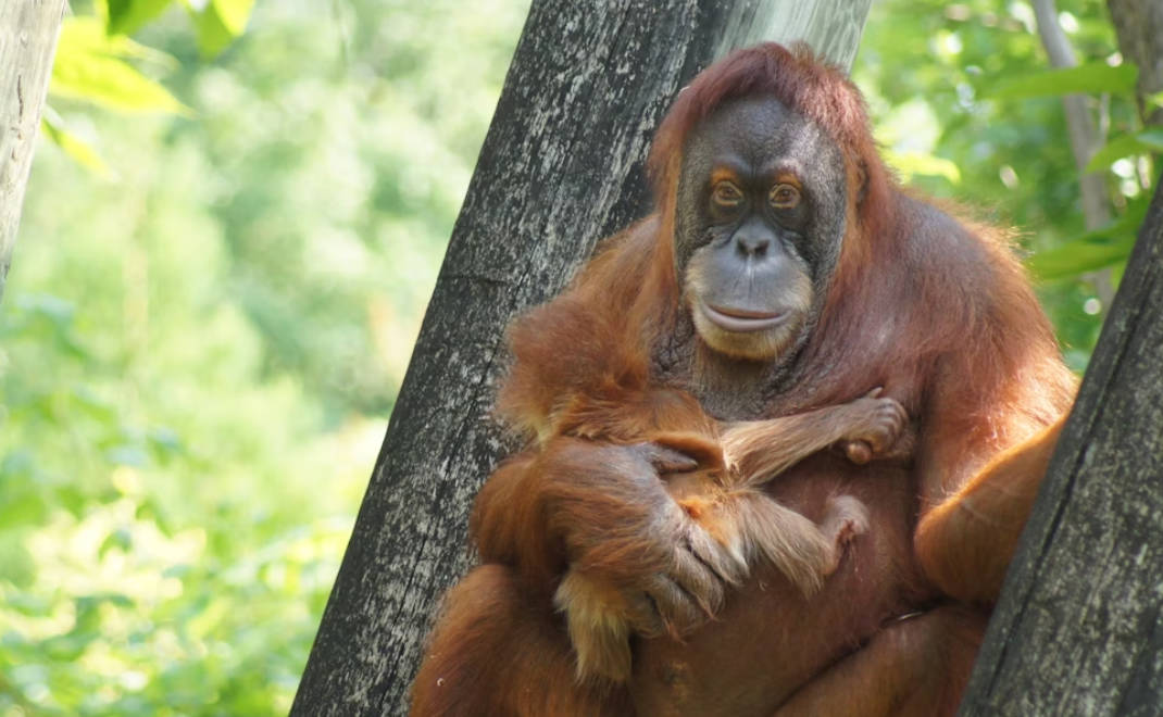 orangutan, satu-satunya kera besar di Asia (foto: Unsplash.com/Justin Bland)