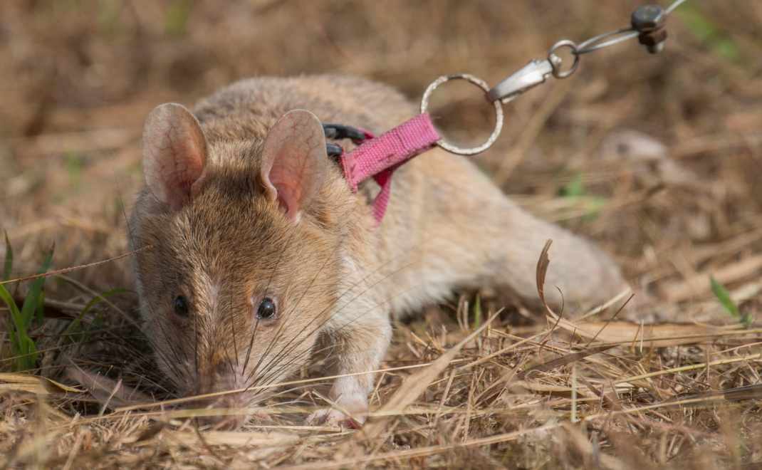 Tikus ponggol raksasa Afrika (foto: APOPO)