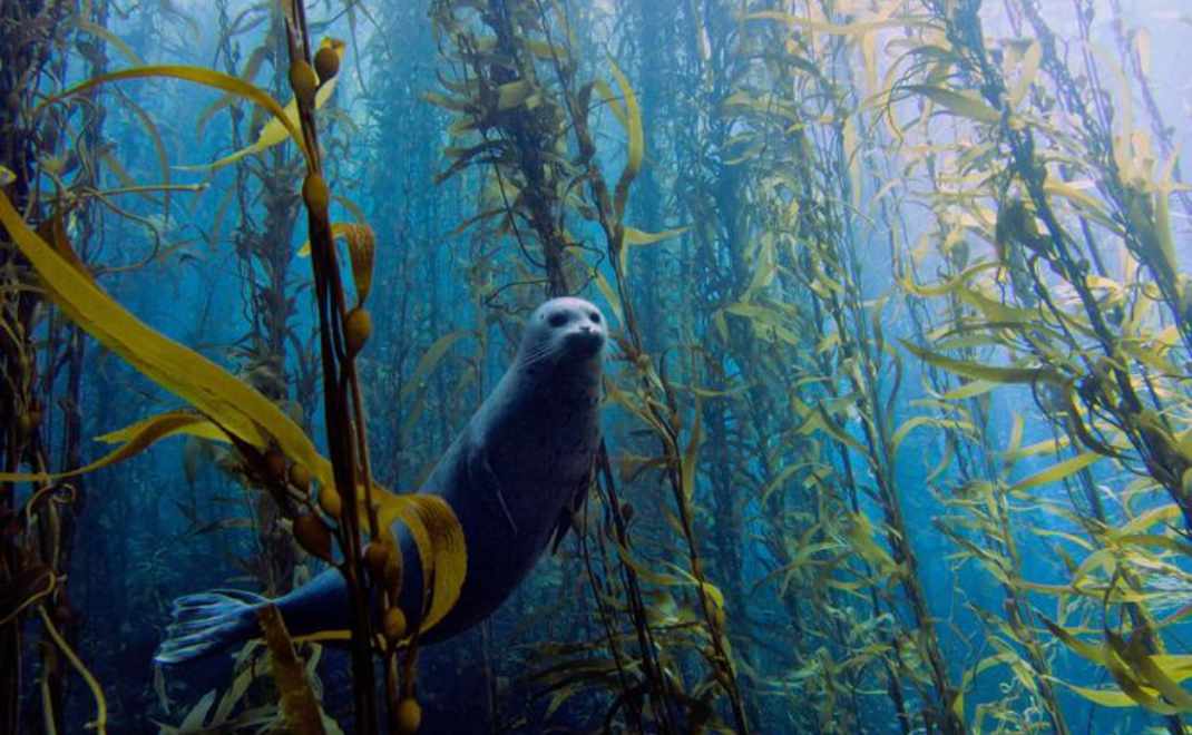 Ekosistem rumput laut (foto: Smithsonian Ocean)