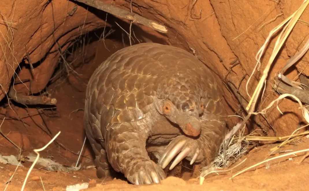 Tenggiling membuat lubang sebagai tempat tinggal (foto: Tswalu Kalahari)