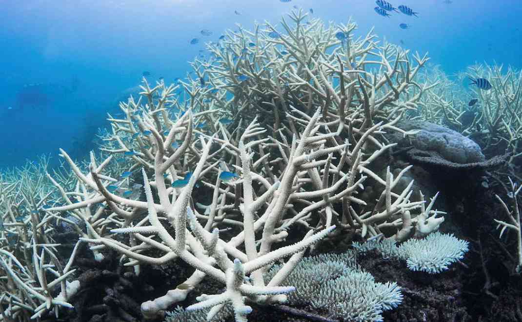 Pemutihan karang global (foto: Great Barrier Reef Foundation)