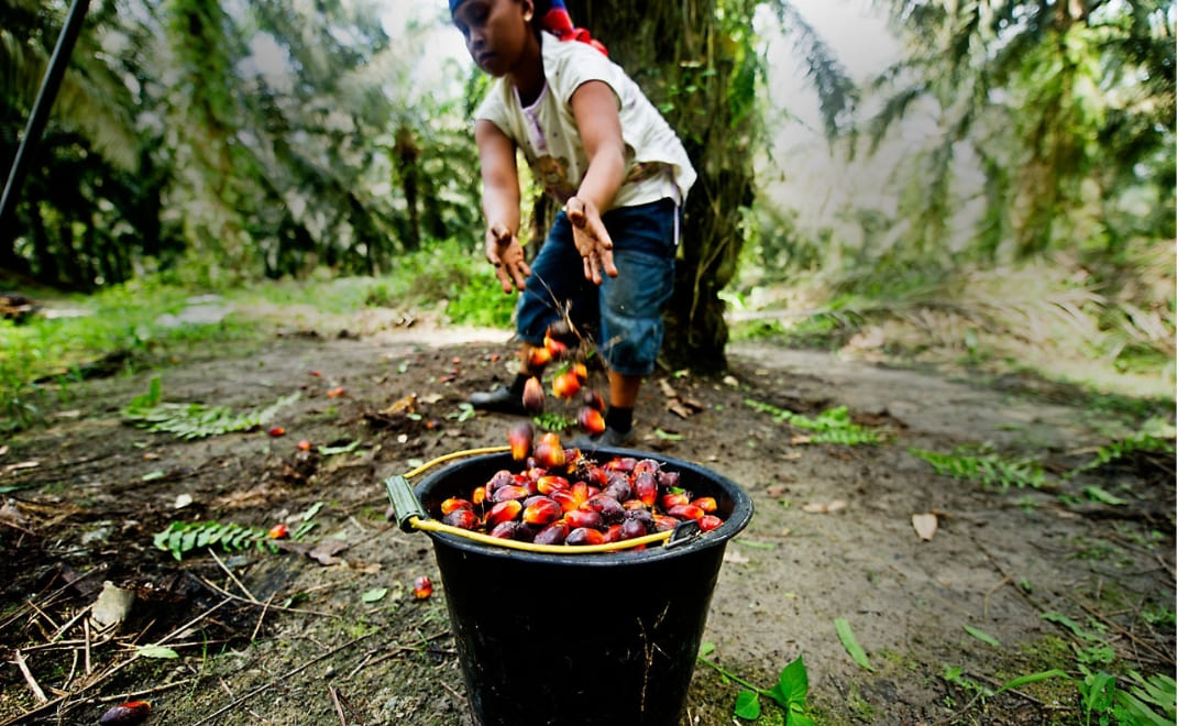 Petani skala kecil (foto: UNDP)