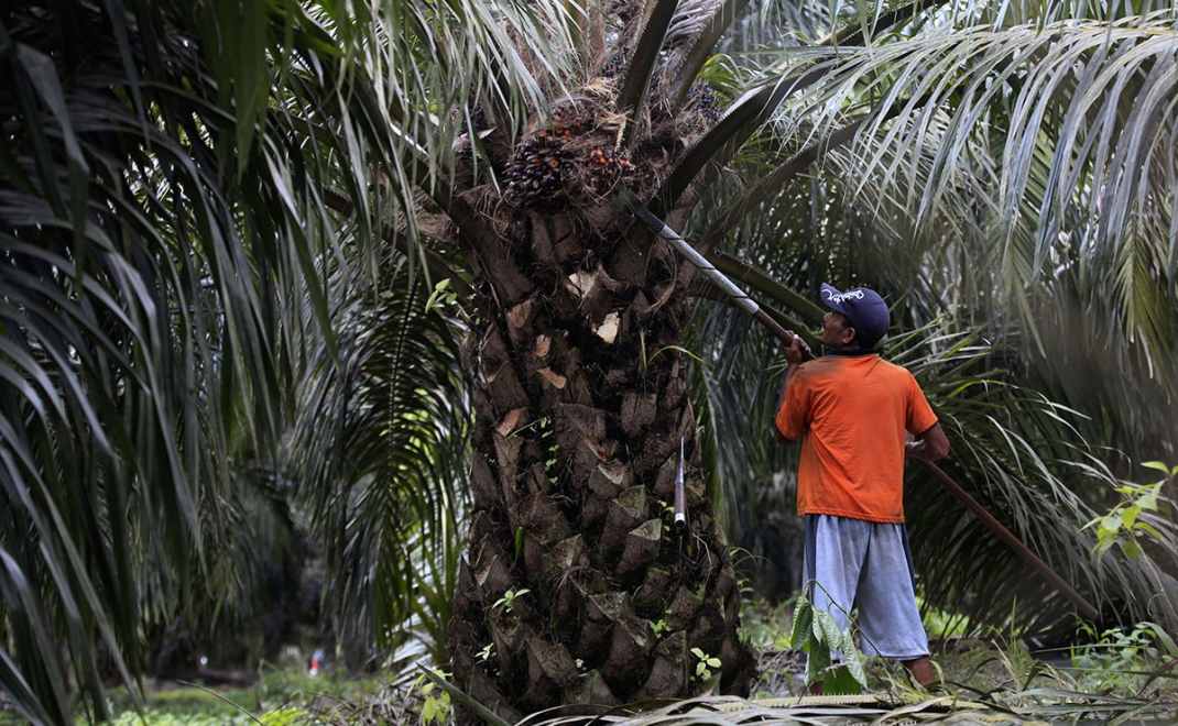 Petani kecil kelapa sawit (foto: Chain Reaction Research)