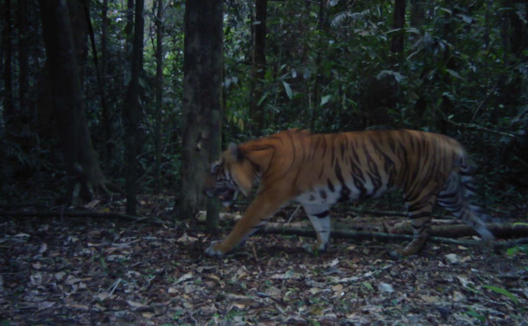 Konservasi harimau sumatra (Foto: Iding Haidir)