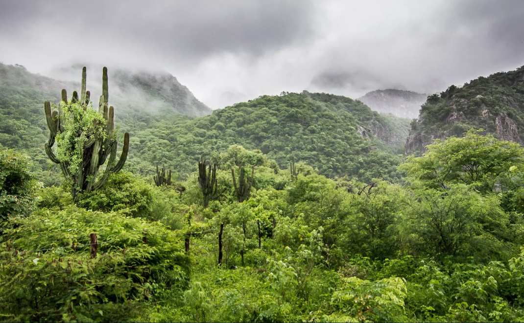 hutan tropis kering (foto: Nature and Cultural International)