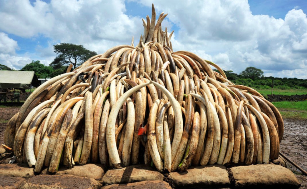Gading gajah (foto: IFAW)