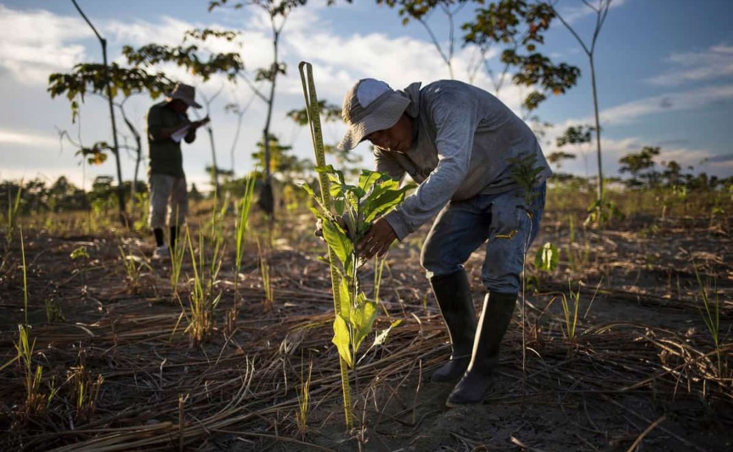 Reforestasi (foto: Climate Transform)