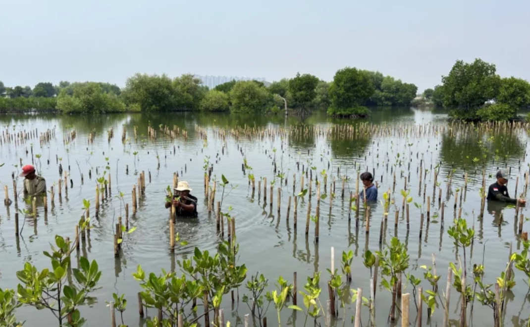 Restorasi mangrove (foto: unsplash.com)