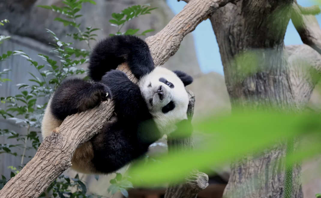 panda termasuk salah satu spesies yang rentan punah (foto: unsplash.com)