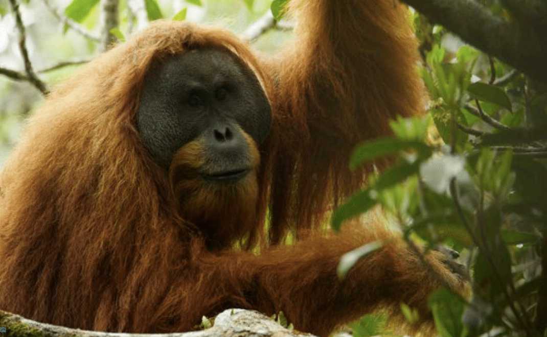 Orangutan tapanuli (foto: redapes.org)