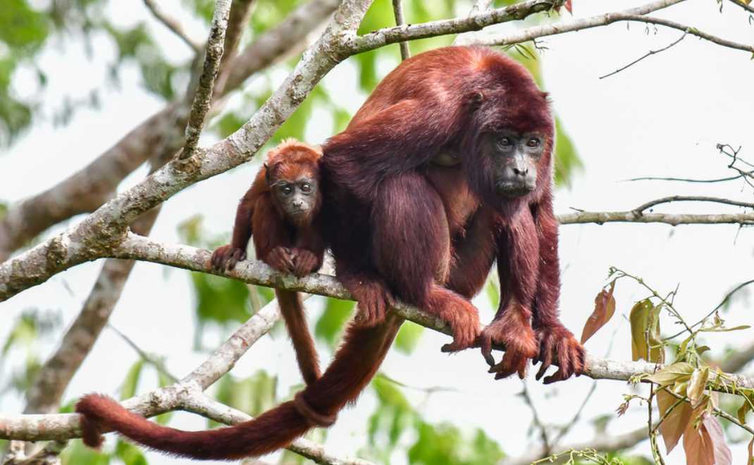 Monyet howler merah, primata arboreal pertama yang terdeteksi mikroplastik (foto oleh 	Marc Faucher)