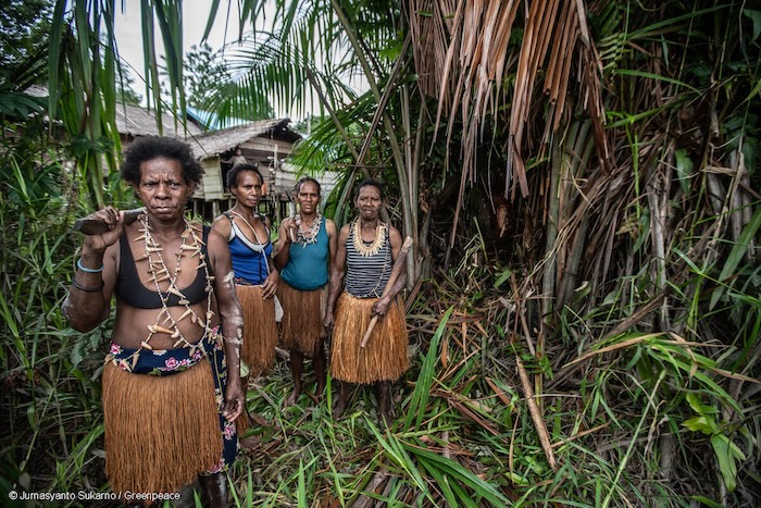 Perempuan adat Papua dari suku Awyu membawa kapak saat menebang pohon sagu di Desa Yare, Boven Digoel, Papua Selatan. (Foto: Jurnasyanto Sukarno/Greenpeace)