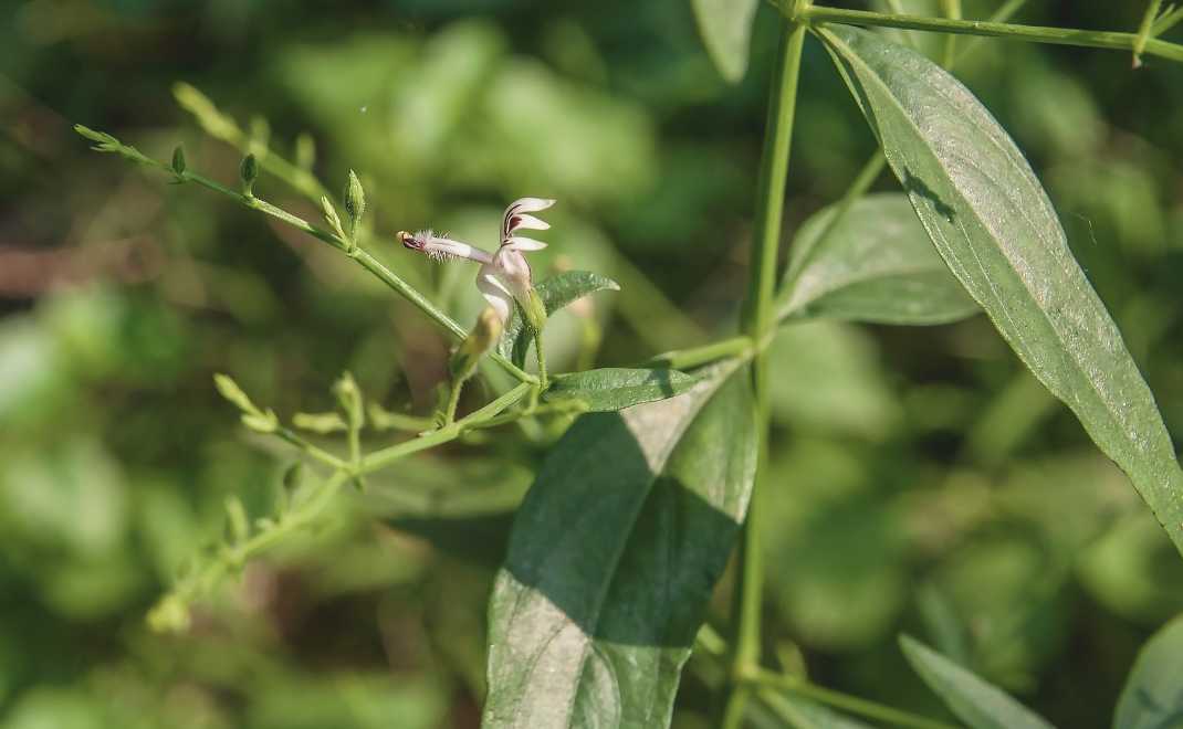 Sambiloto, salah satu tanaman obat (foto: canva)