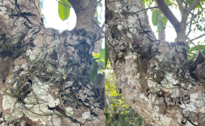 Konservasi anggrek hantu (Foto: Latifa Nuraini)